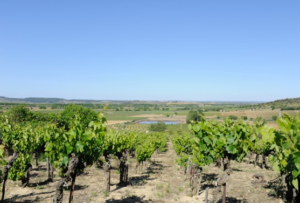 vignes